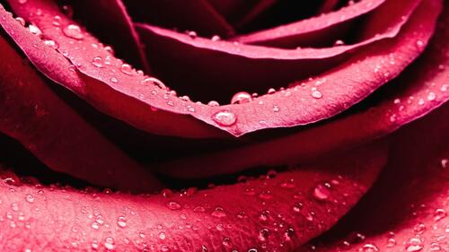 Droplets on rose petals