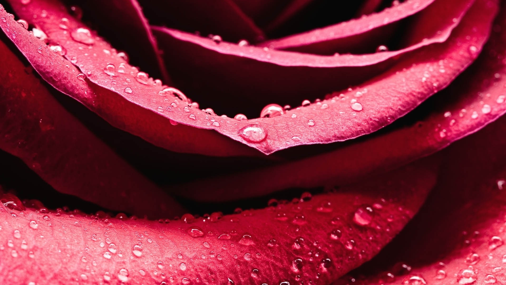 Free photo Droplets on rose petals