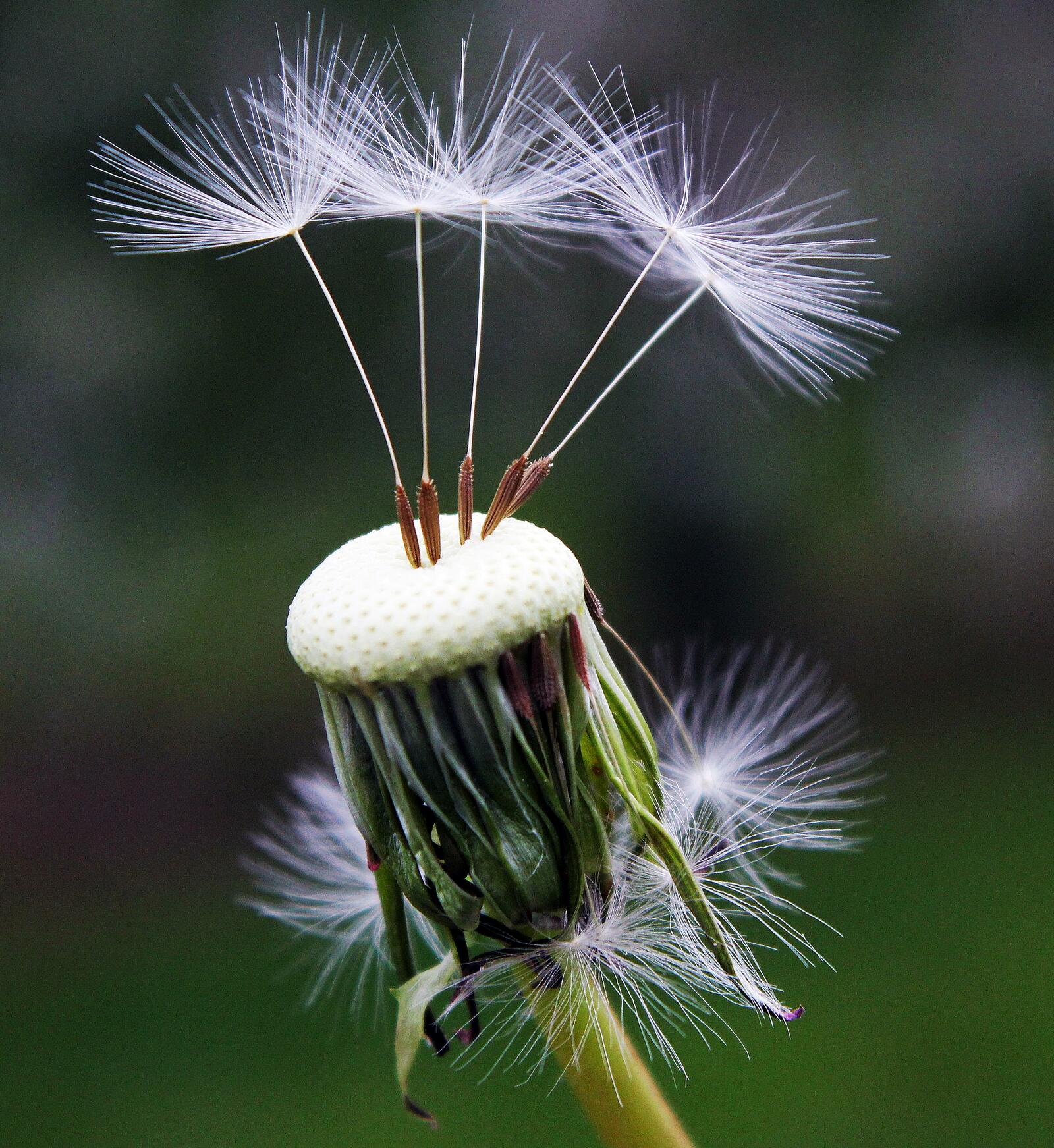 Free photo The dandelion spreads its seeds