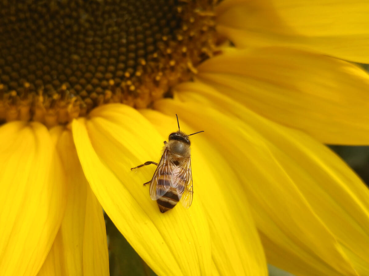 There`s a wasp sitting on a sunflower.
