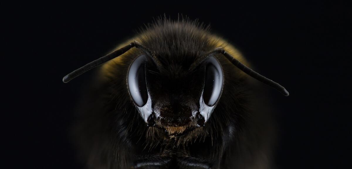 Голова пчелы с большими глазами на черном фоне