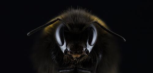 黑背景上的大眼睛蜜蜂头