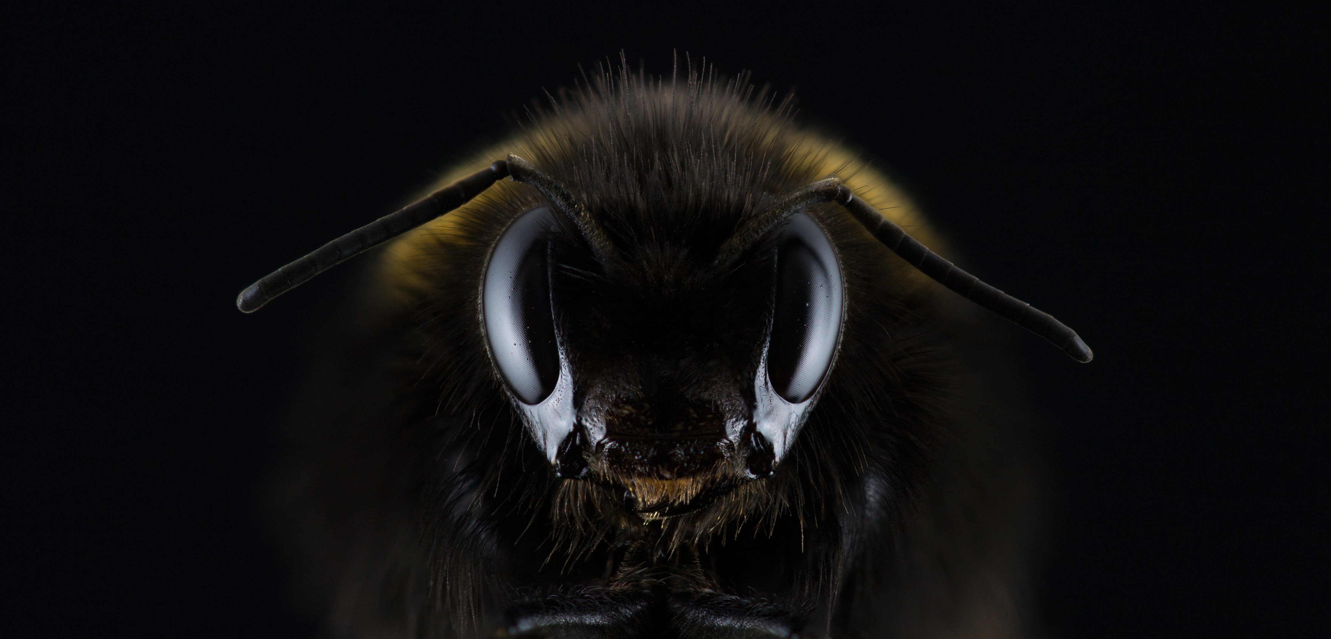 Бесплатное фото Голова пчелы с большими глазами на черном фоне