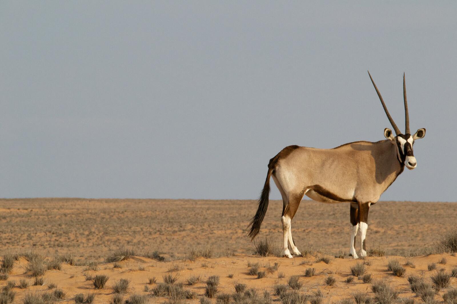 免费照片萨瓦纳的长角羚羊