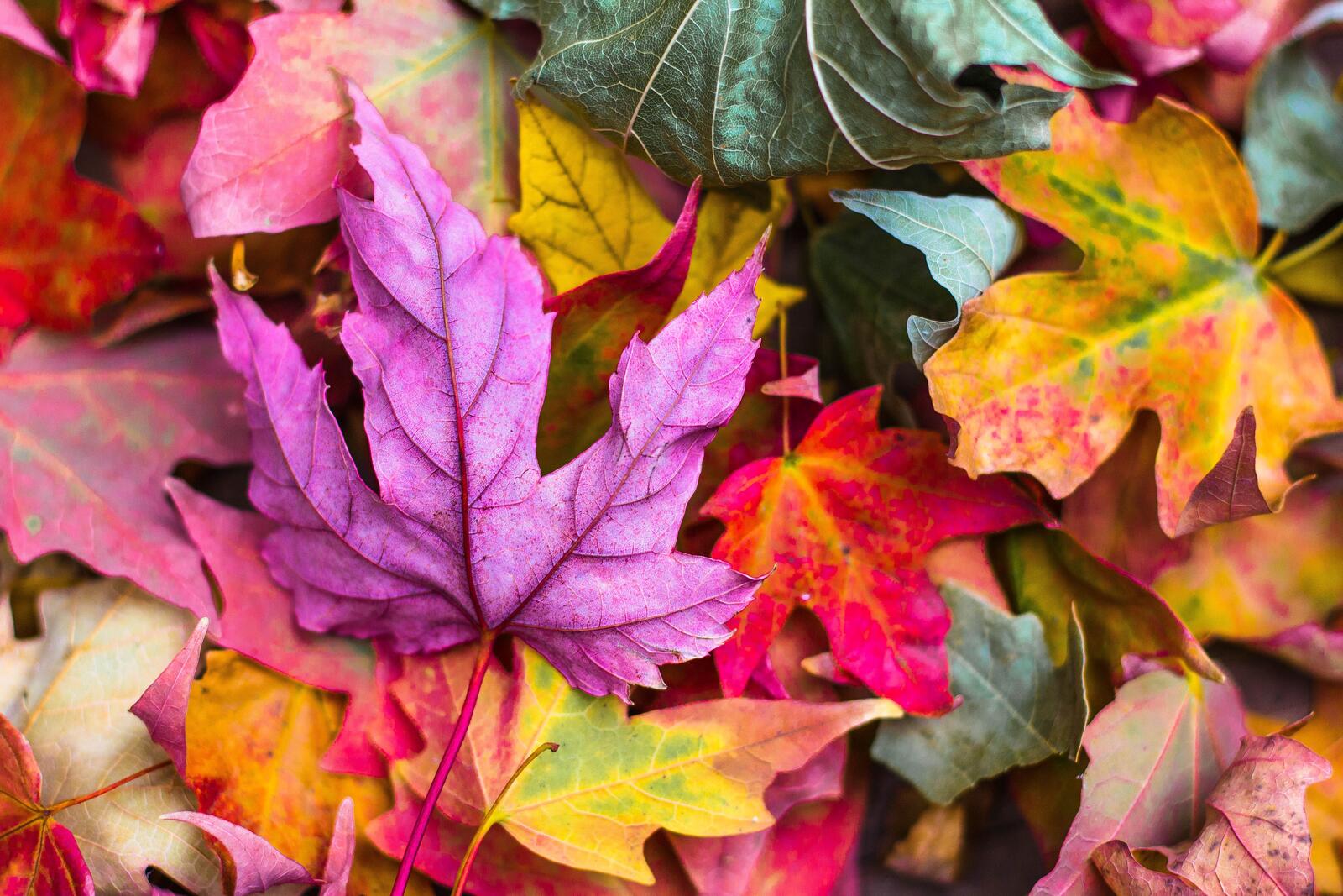 Бесплатное фото Разноцветные осенние кленовые листья