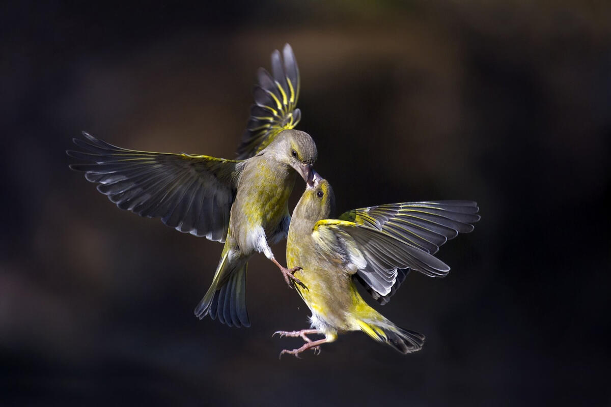 Two birds kissing in flight