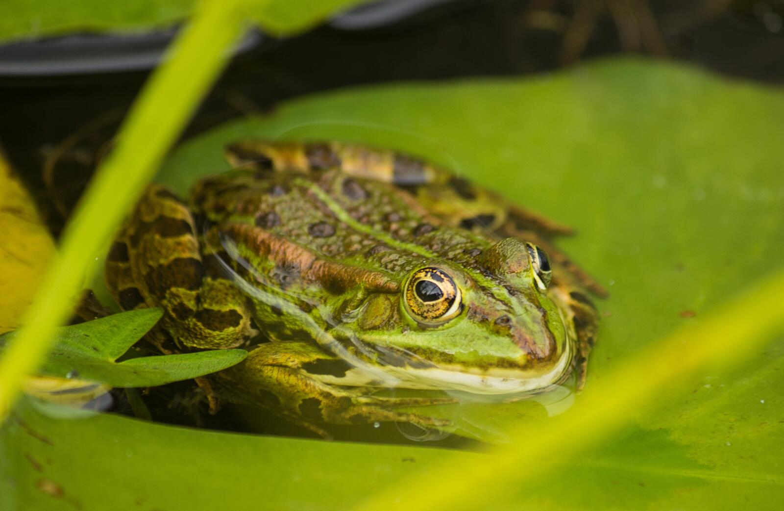 免费照片一只绿色的青蛙在水中的百合花上