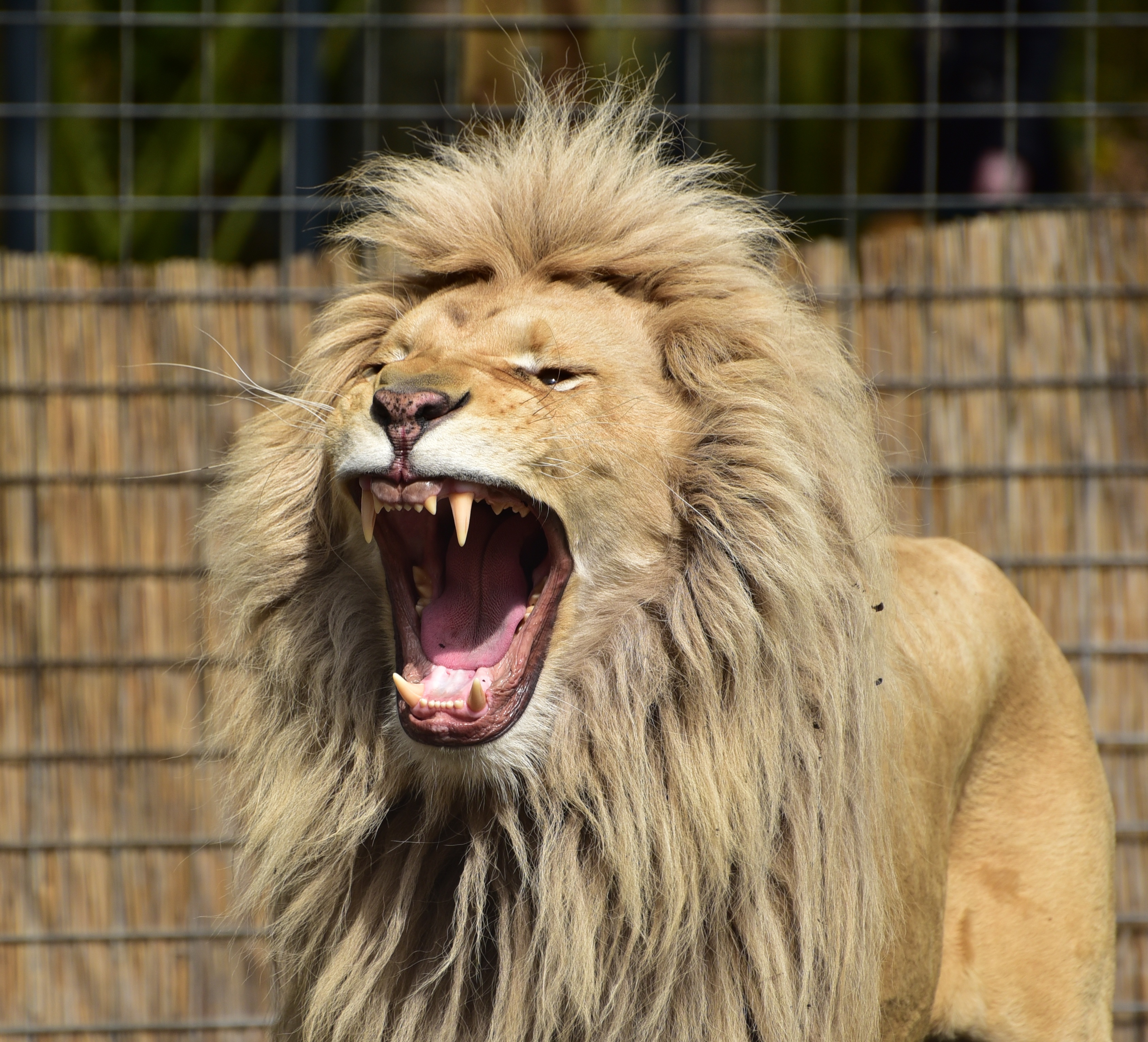 Free photo The lion yawns with his mouth wide open