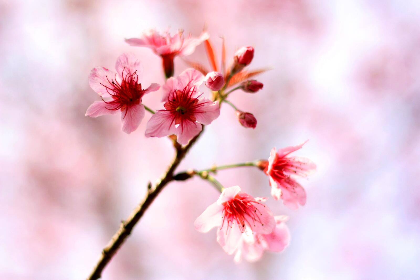 Free photo A sprig of cherry blossom