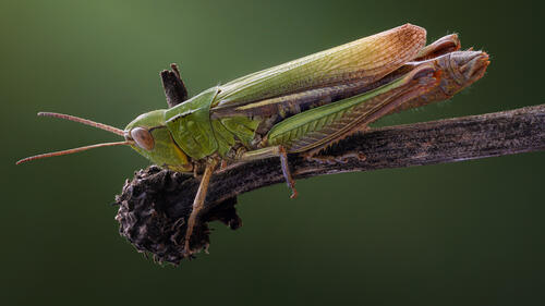 The grasshopper close up