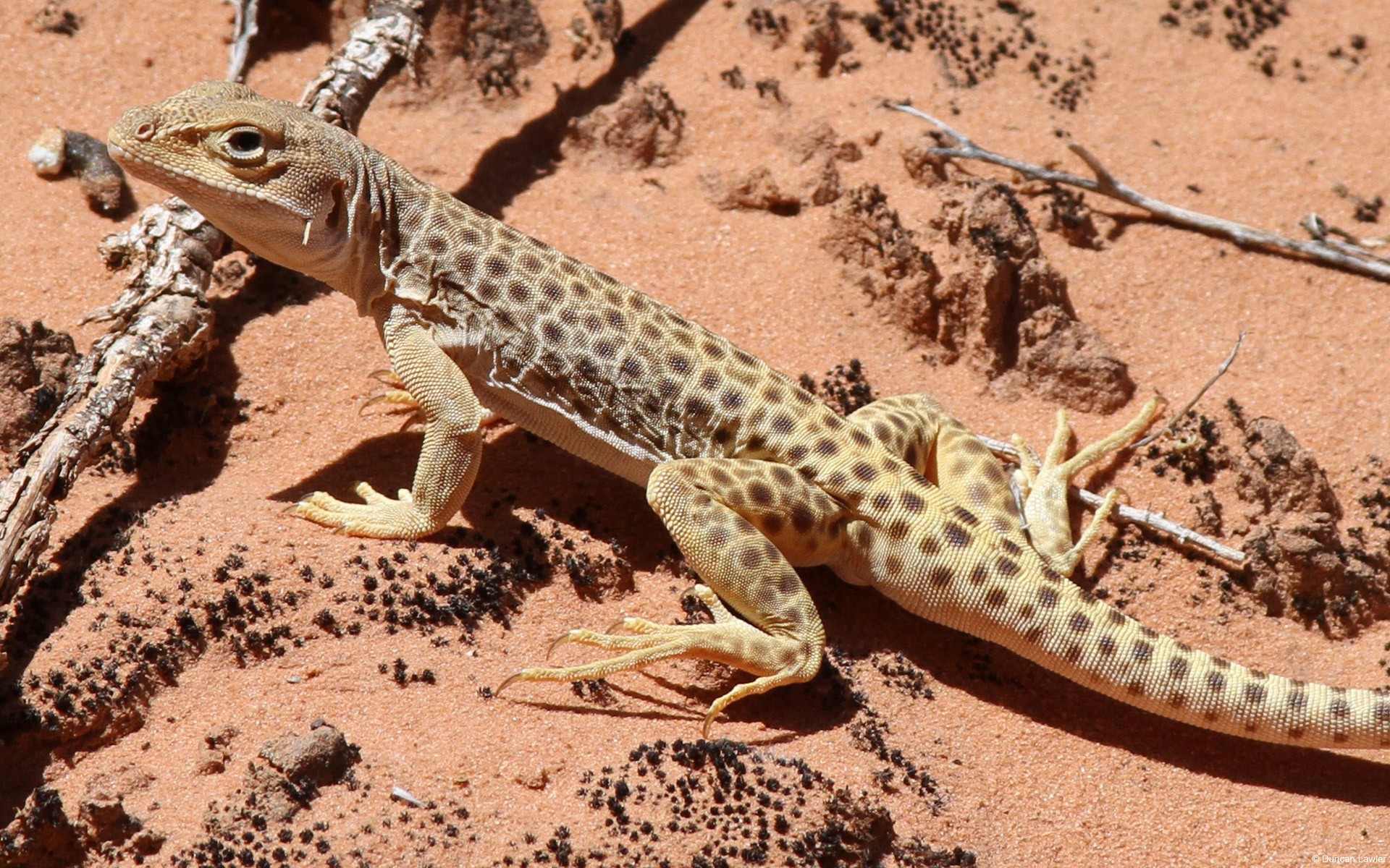 Wallpapers lizards desert reptiles on the desktop