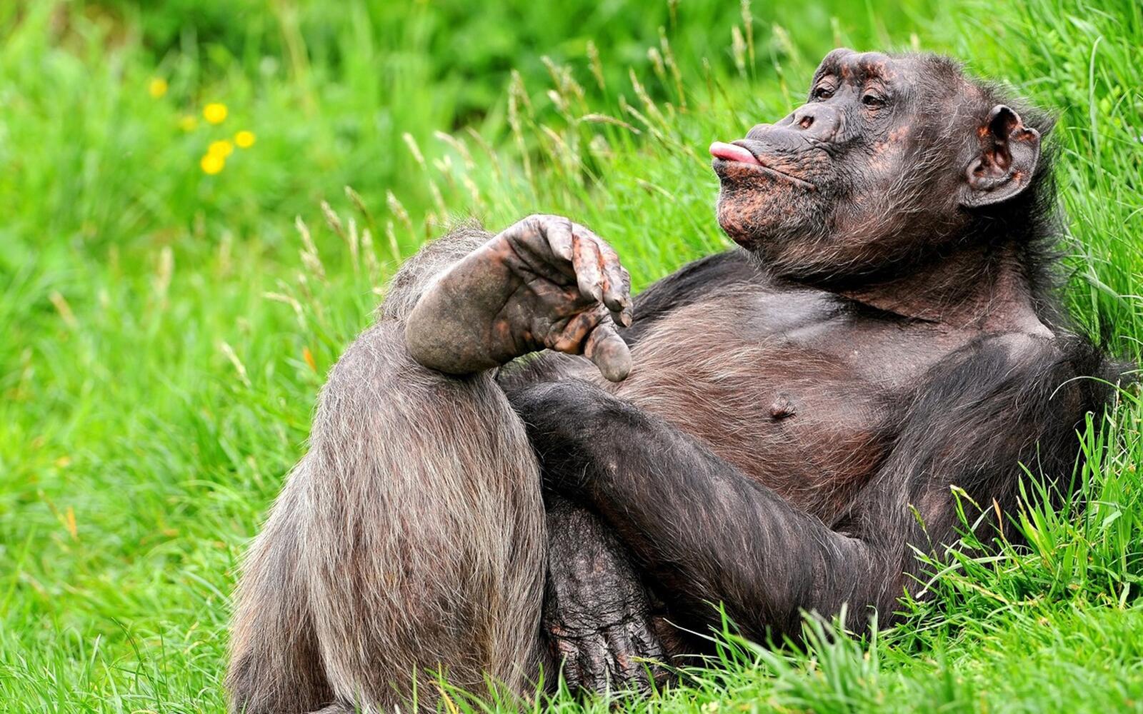 Бесплатное фото Ржачная обезьяна показывает язык