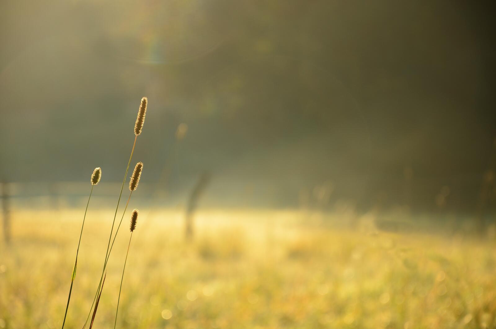 Бесплатное фото Утренняя трава под солнечными лучами