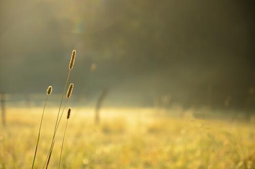 Утренняя трава под солнечными лучами