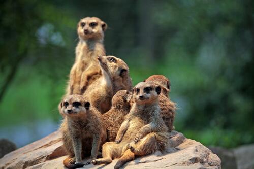 A family of curious mongooses