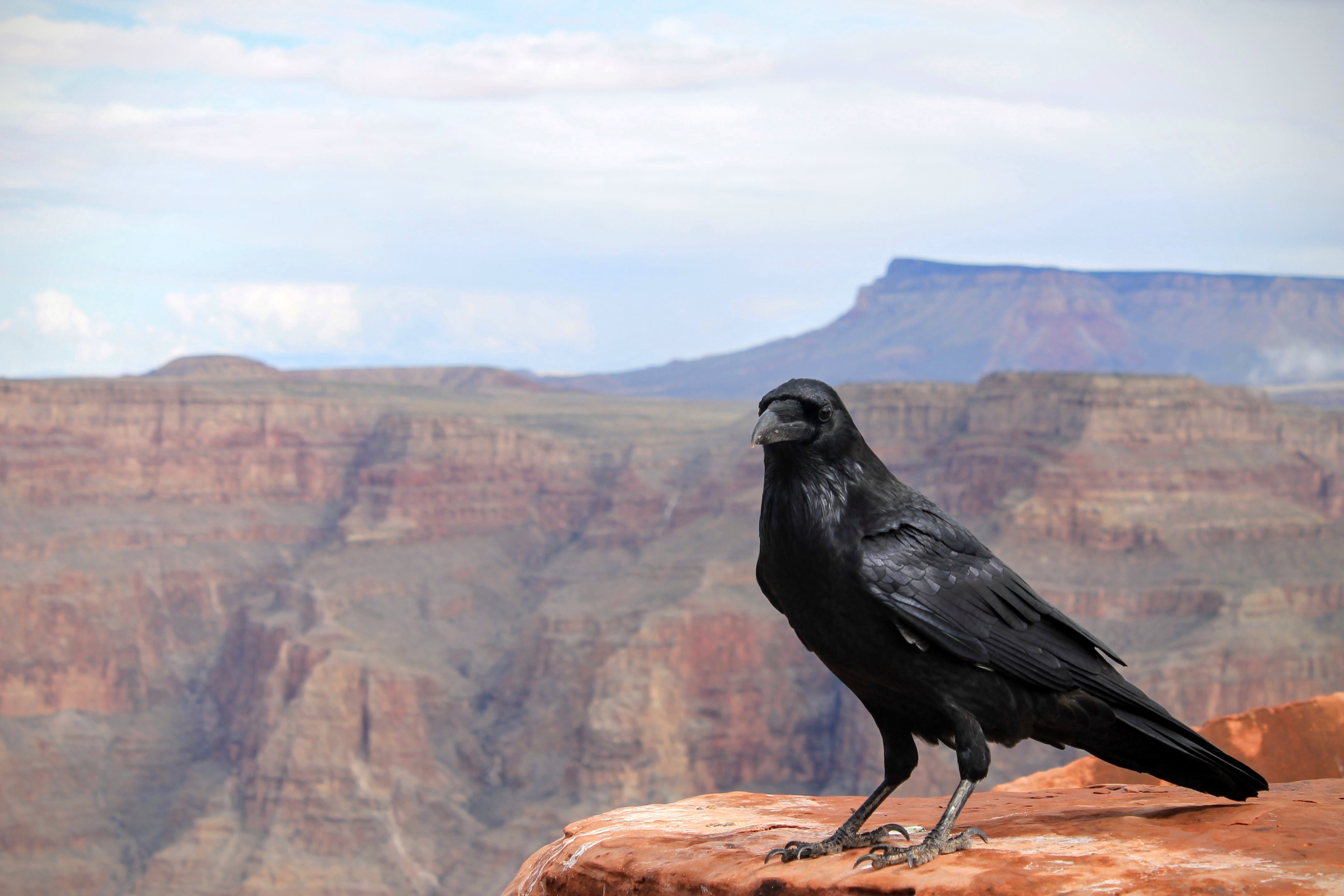 大峡谷边缘的一只黑色乌鸦。