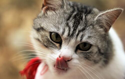 The cat had a delicious meal and now he`s licking his lips.