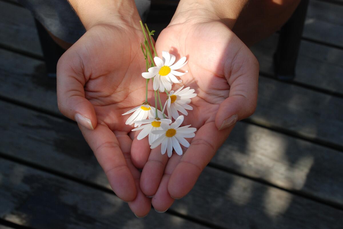 Little chamomile flowers in the palm of my hand.
