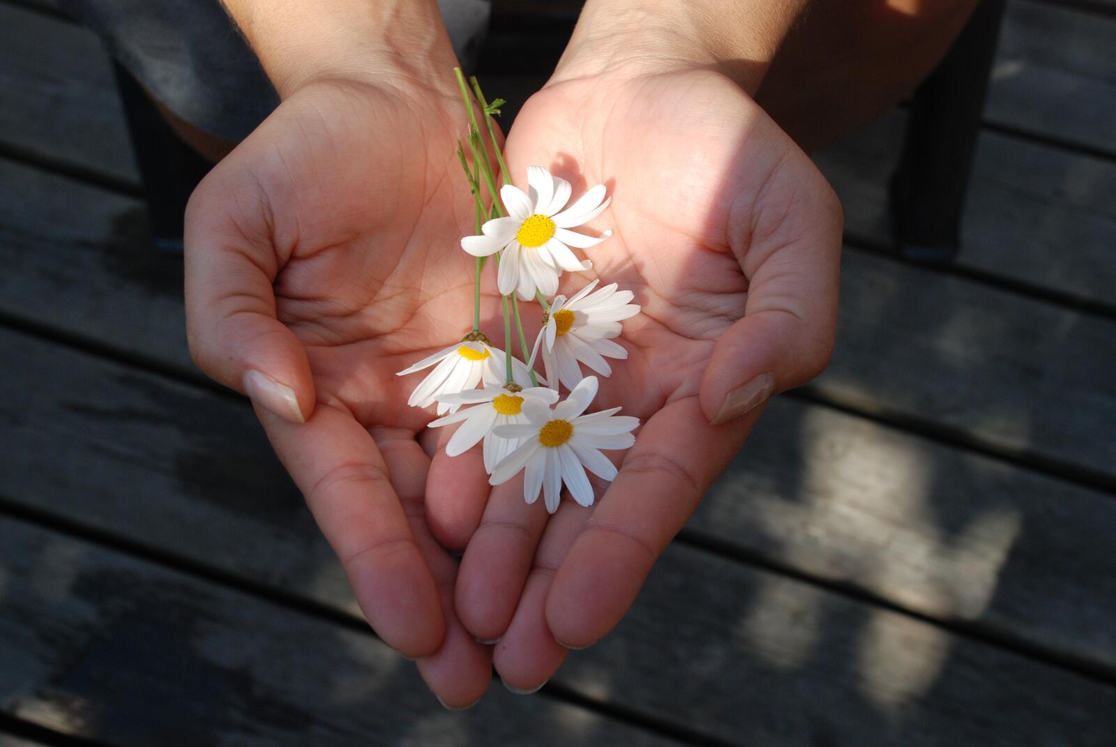 Free photo Little chamomile flowers in the palm of my hand.