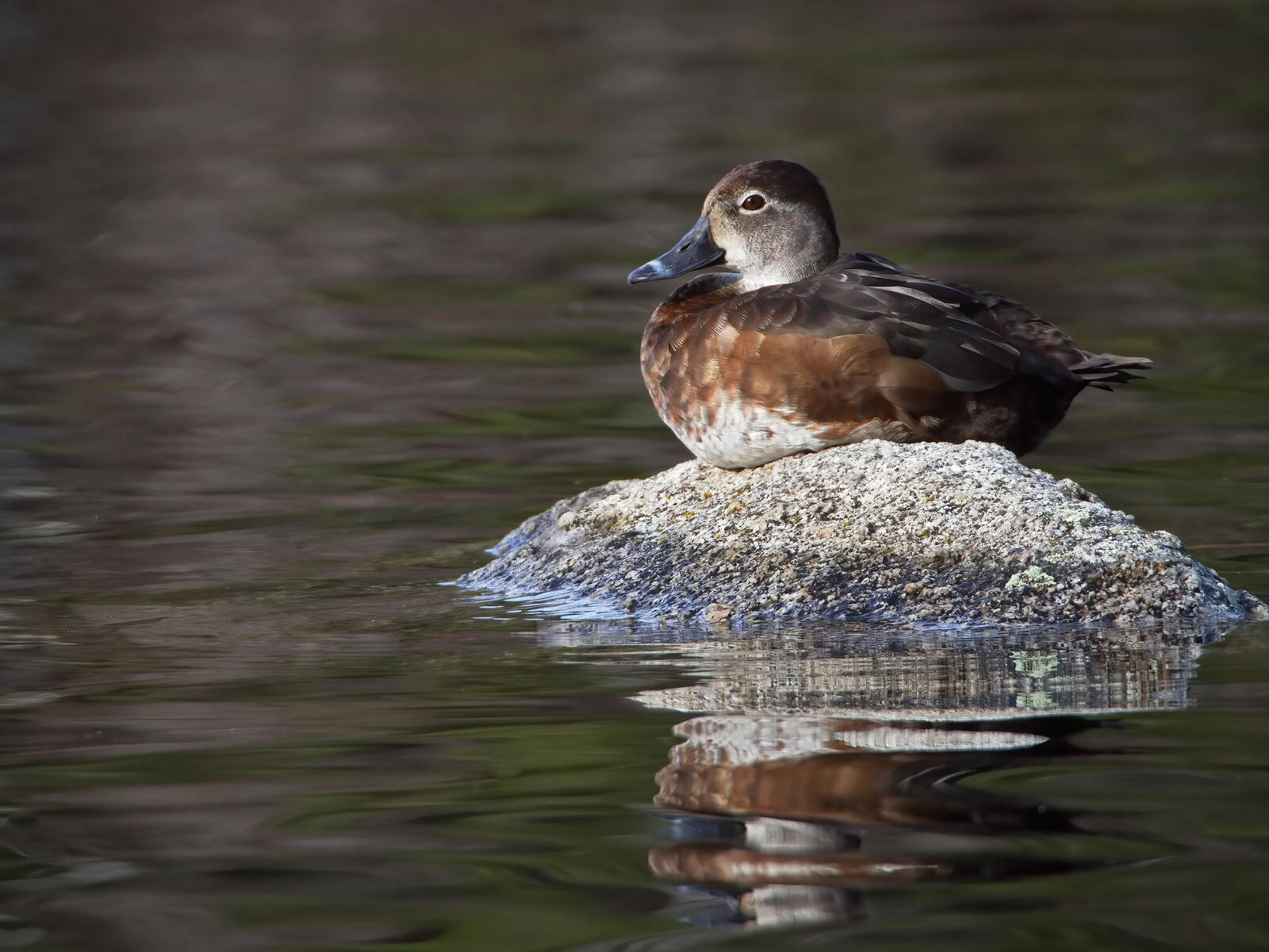 免费照片一只鸭子坐在一块岩石上，周围都是水。