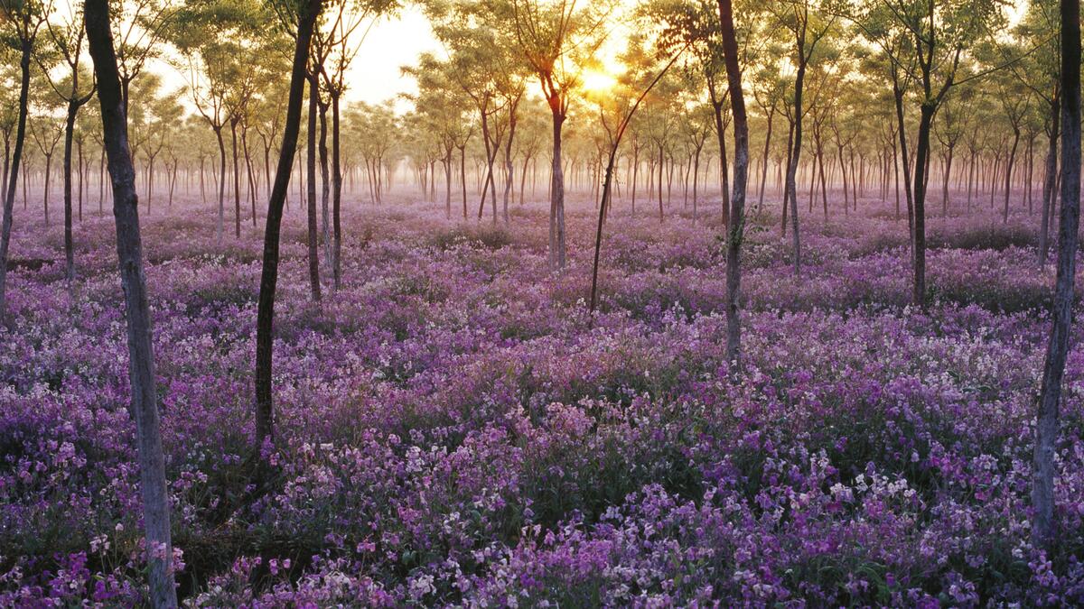 Purple flowers in a rare forest