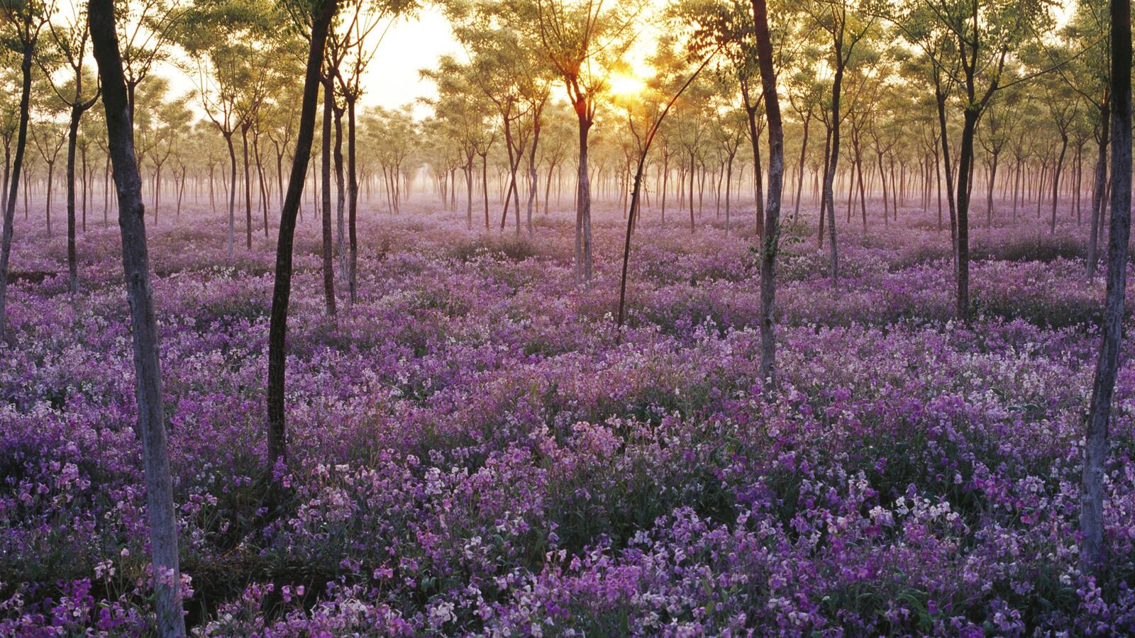 Бесплатное фото Фиолетовые цветы в редком лесу