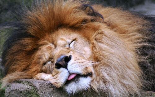 A sound asleep lion