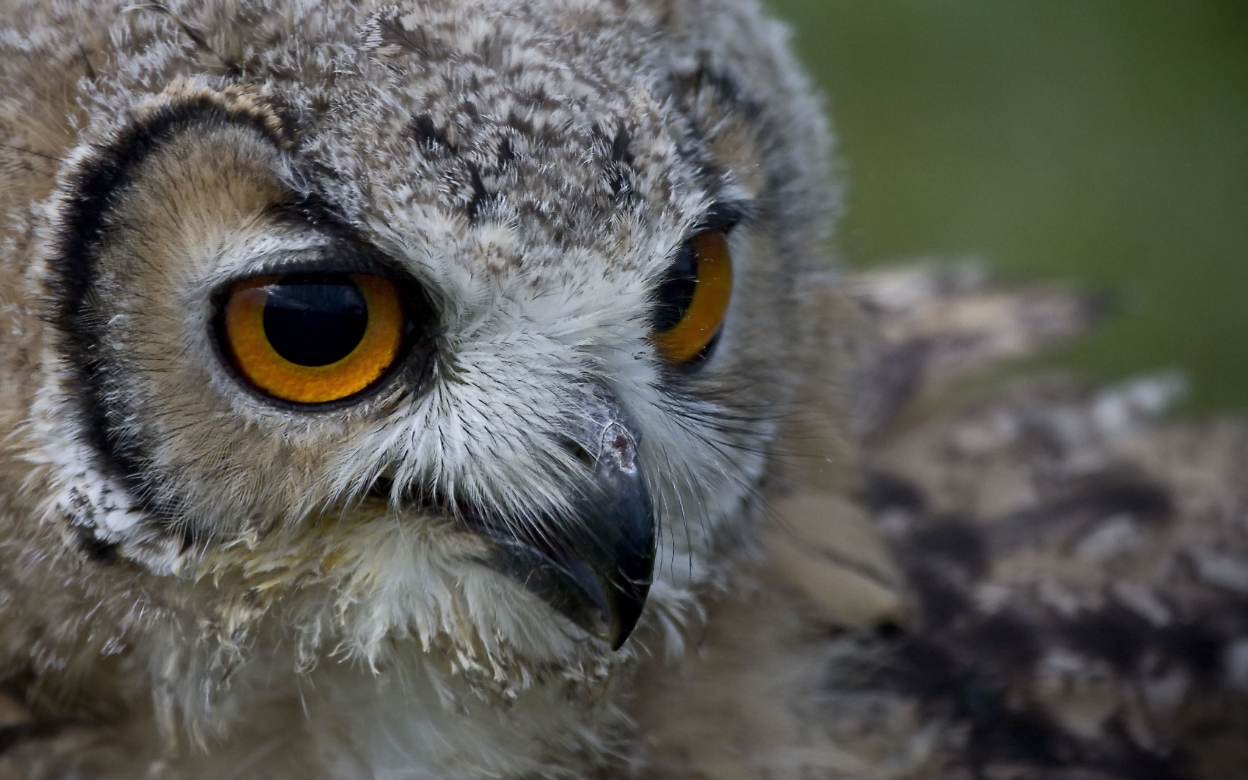 The face of an owl