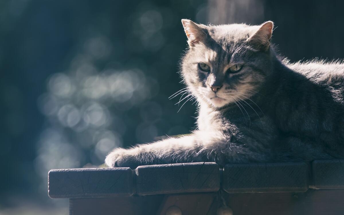 Серый кот греется на солнце