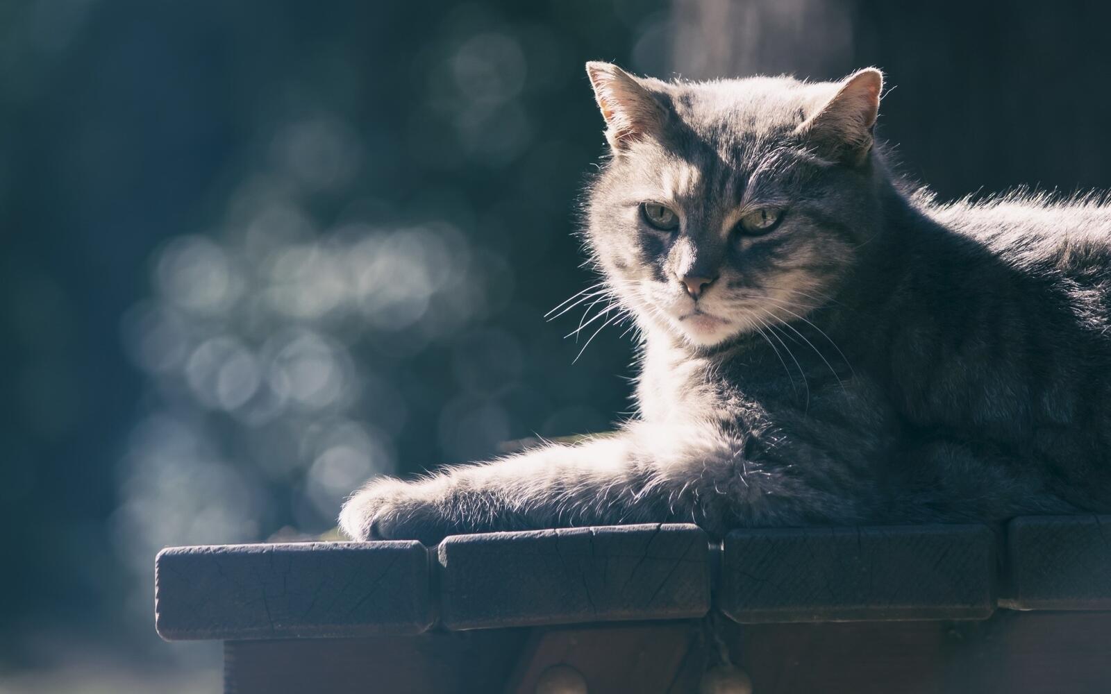 Бесплатное фото Серый кот греется на солнце