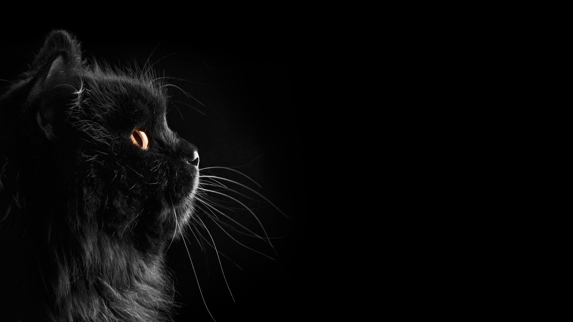 Бесплатное фото Черная кошка на черном фоне