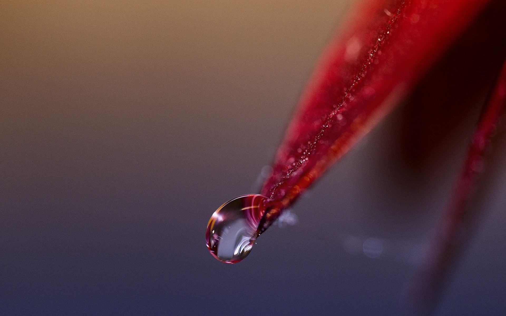Бесплатное фото Капелька дождя стекает с красного лепестка