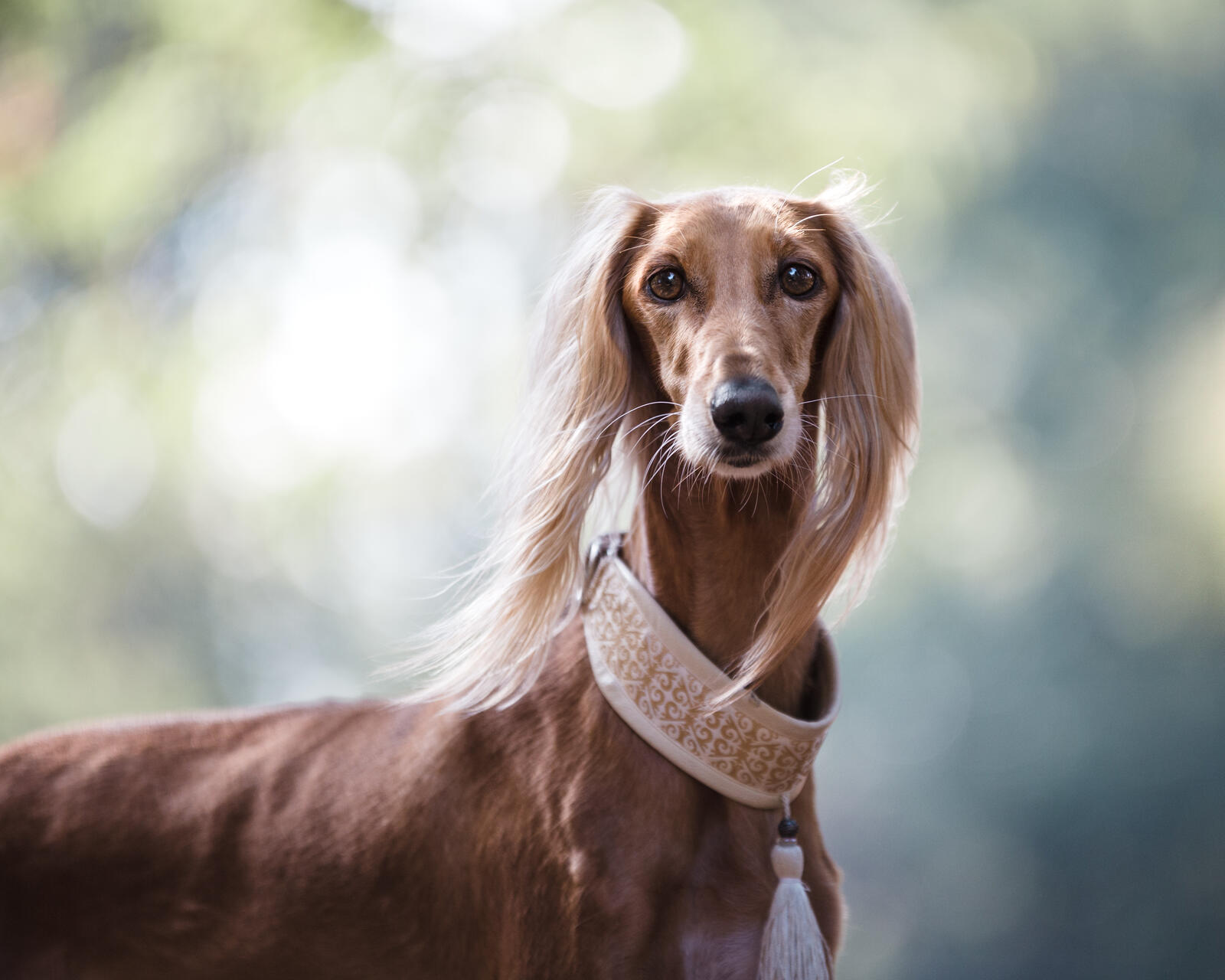 Free photo Afghan hound with a wide leash.