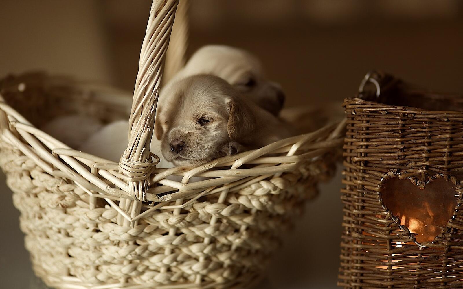 Free photo Two puppies in a white basket