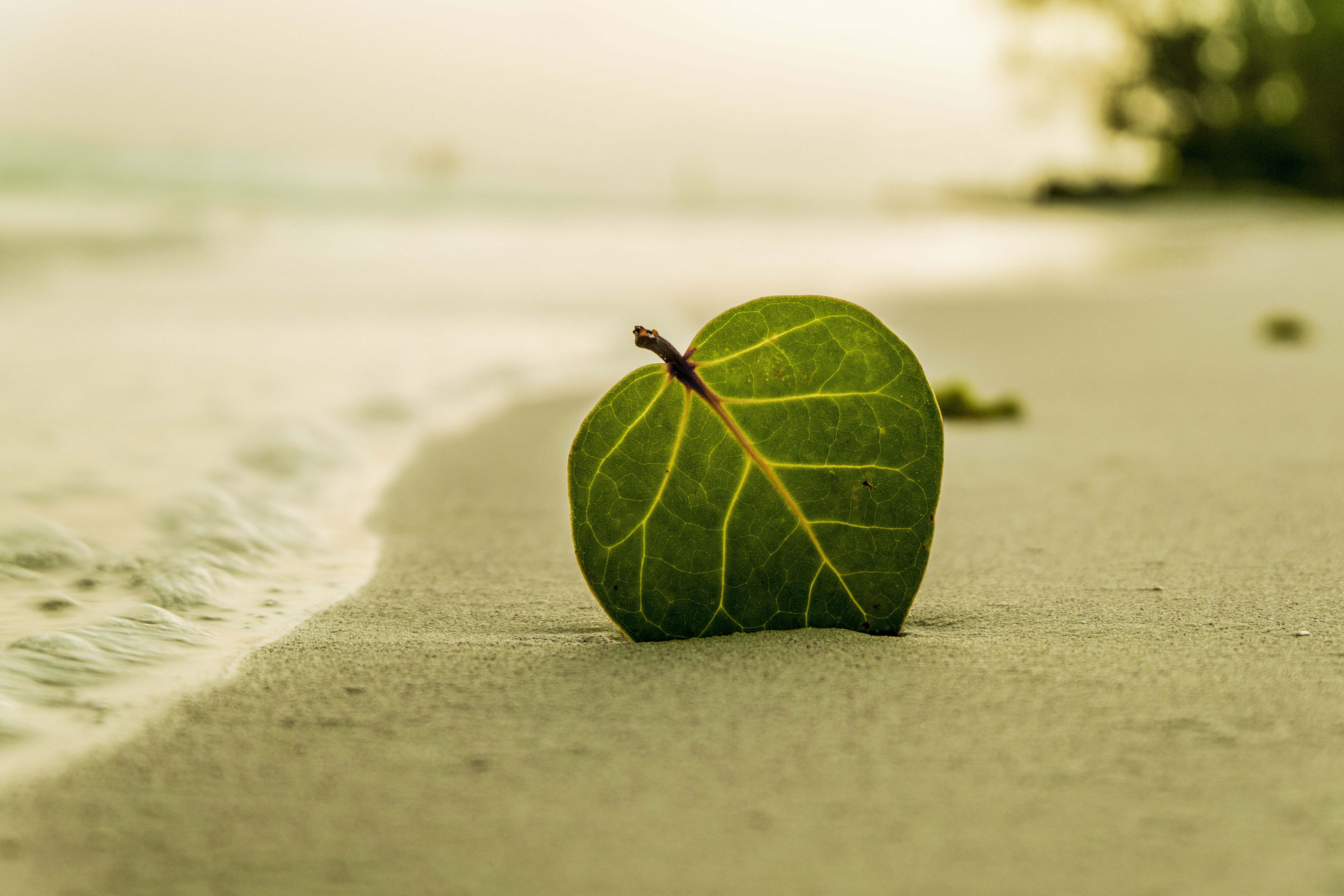 Зеленый листик на песке