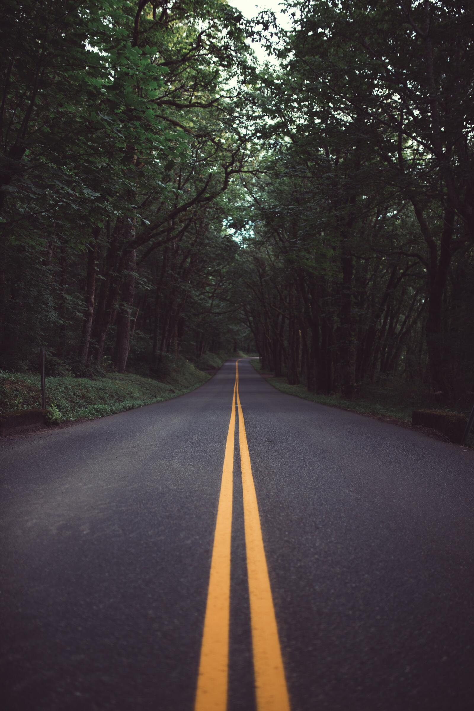Бесплатное фото Дорога проходящая по летнему лесу
