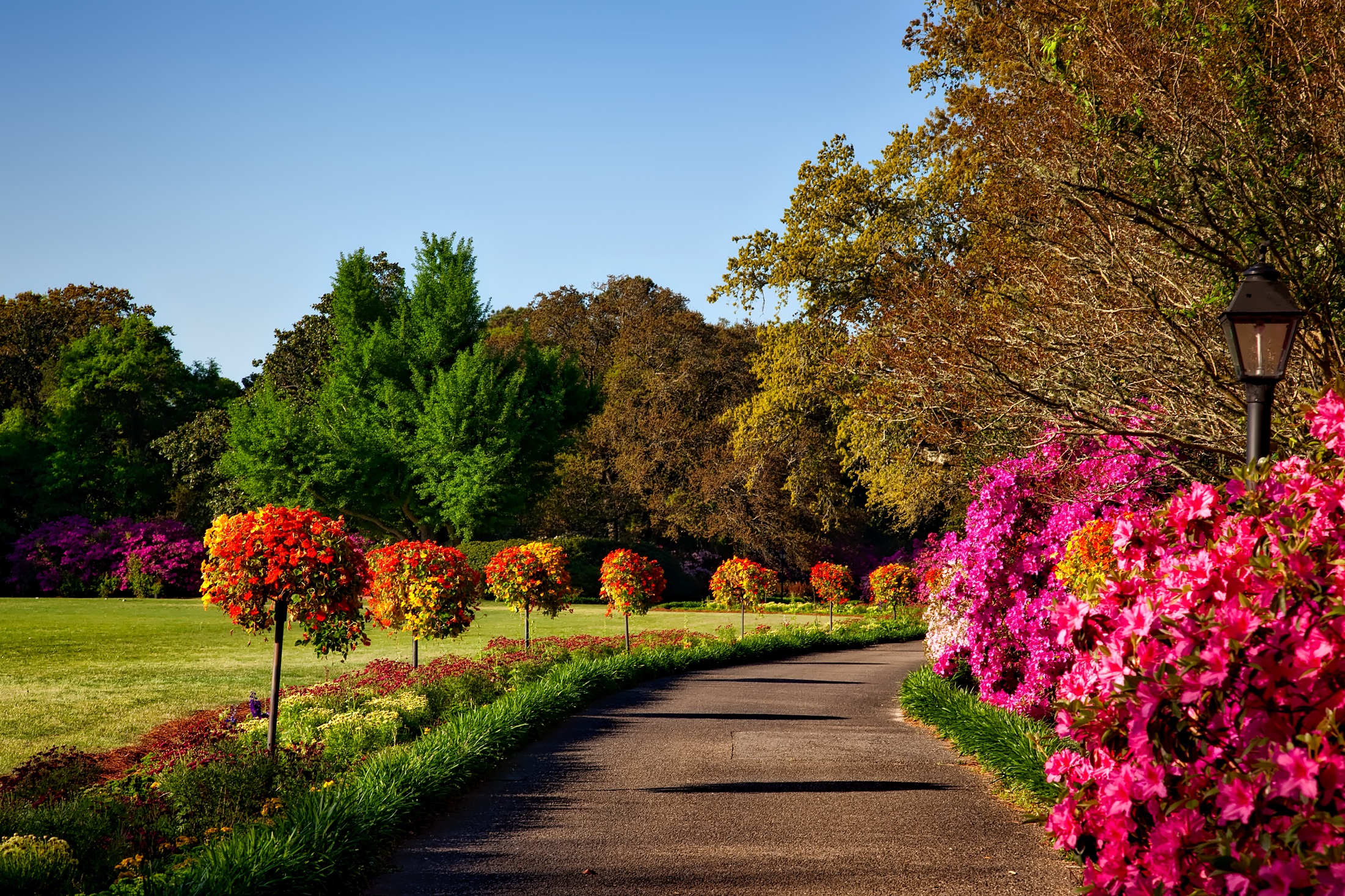 A walk through a summer park surrounded by flowers