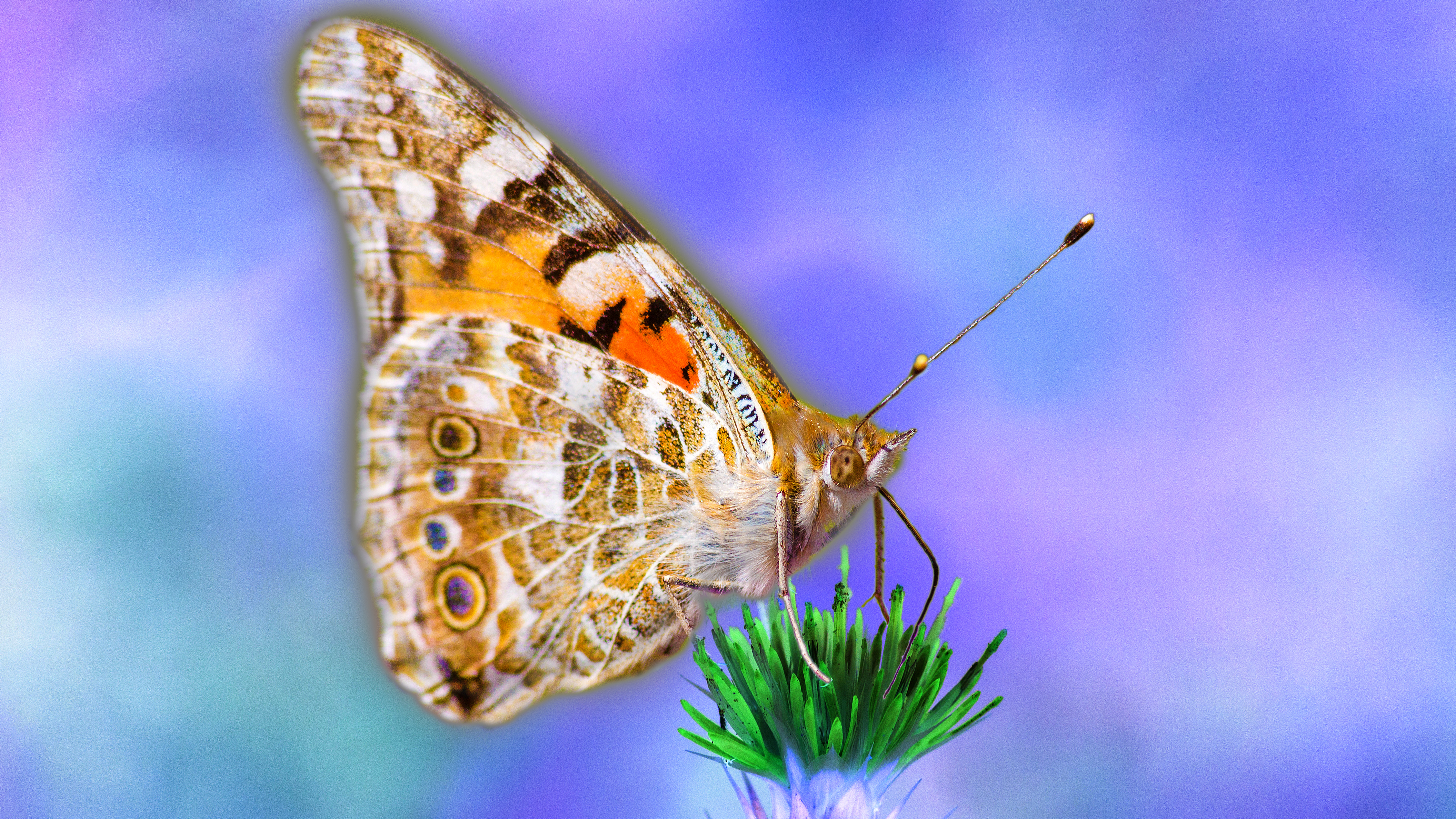 Бесплатное фото Бабочка на зеленом цветке