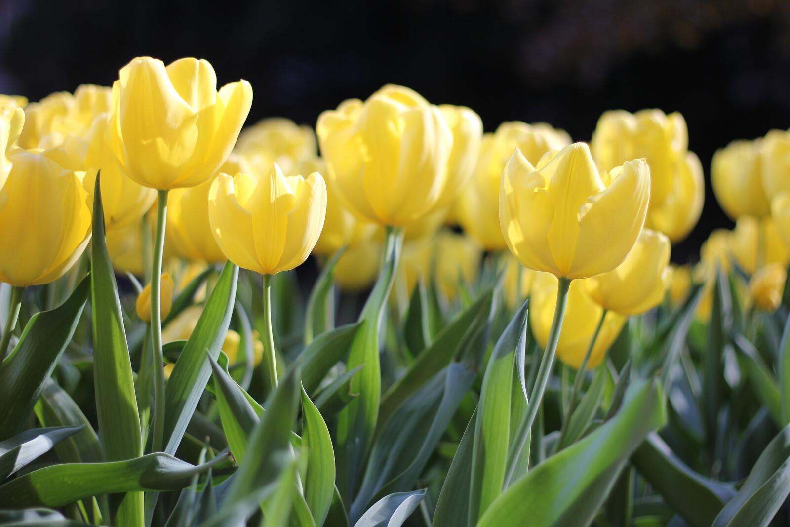 Free photo A field of yellow tulips
