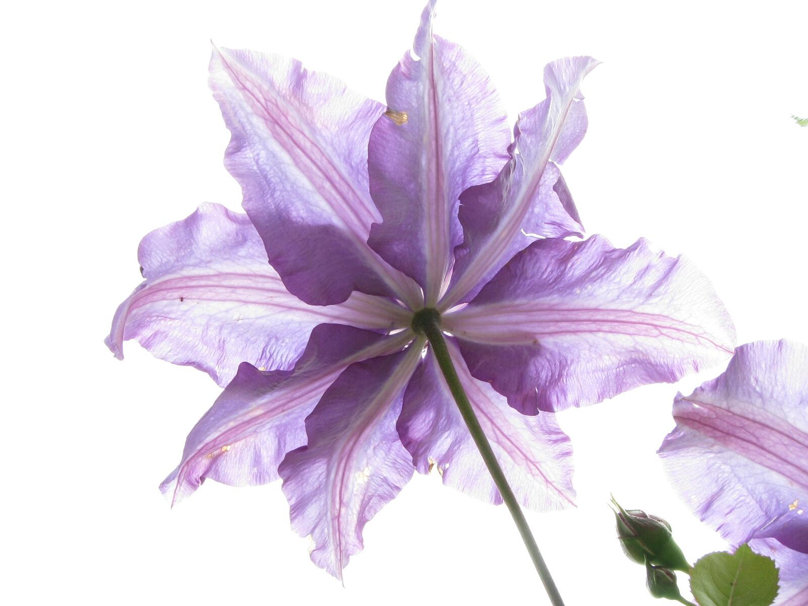 免费照片白背景上的紫色铁线莲花