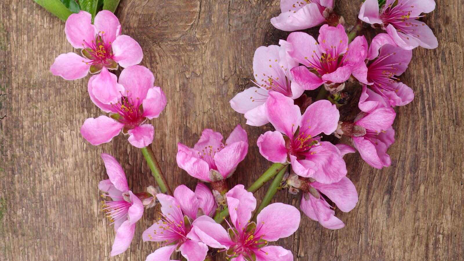 Free photo Pink spring flowers on a thin branch