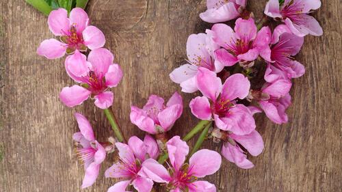 Pink spring flowers on a thin branch