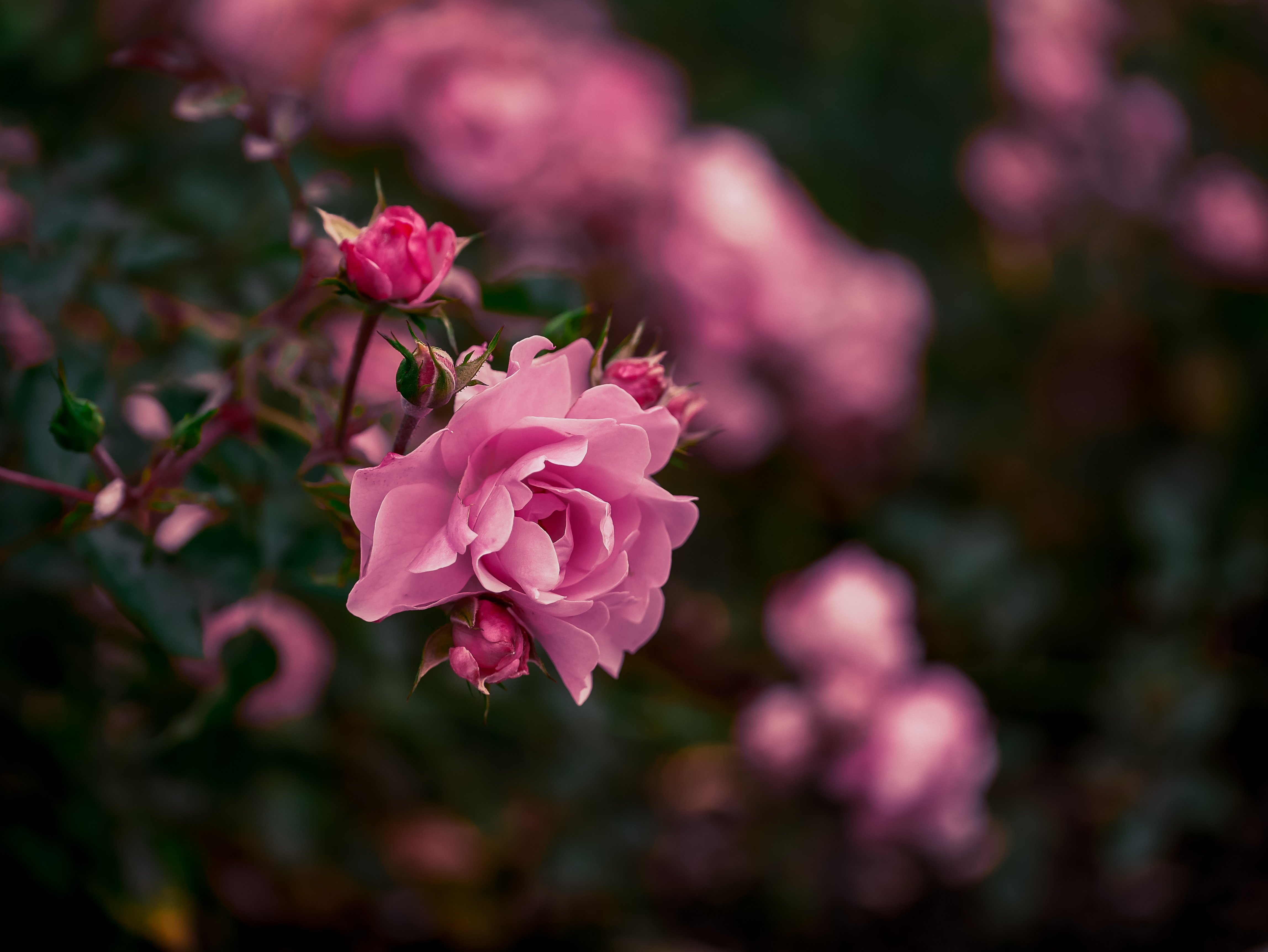 长满美丽粉色玫瑰的灌木