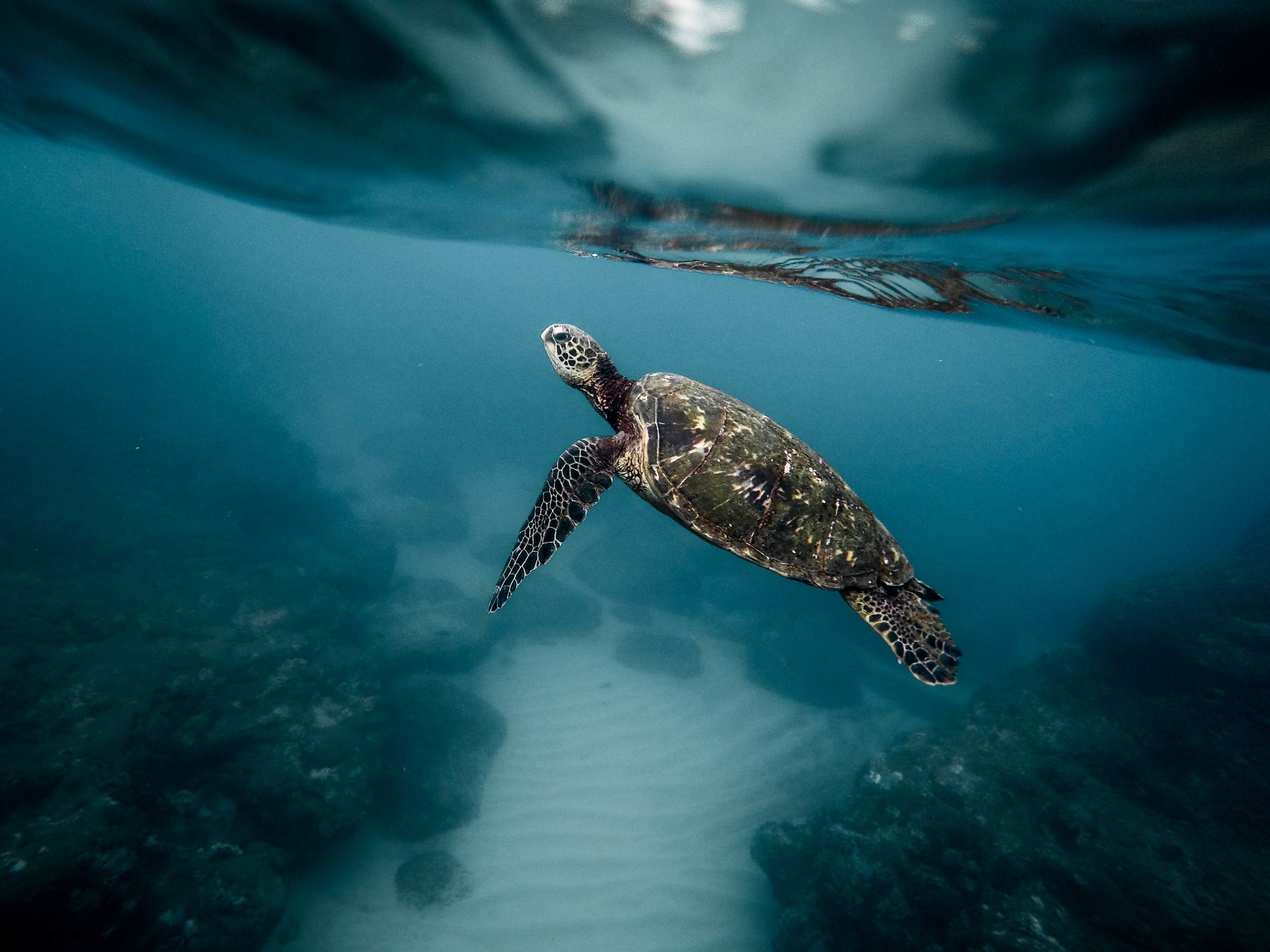 A sea turtle swims to the surface of the water