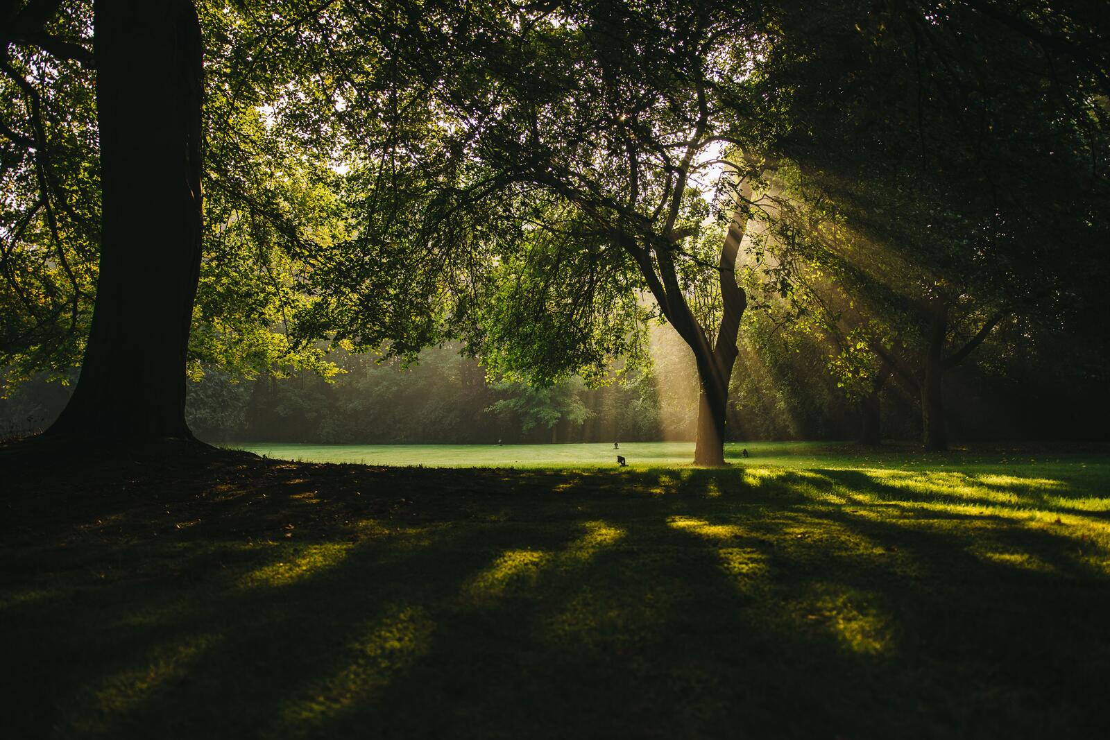 Бесплатное фото Солнечные лучи в летнем парке