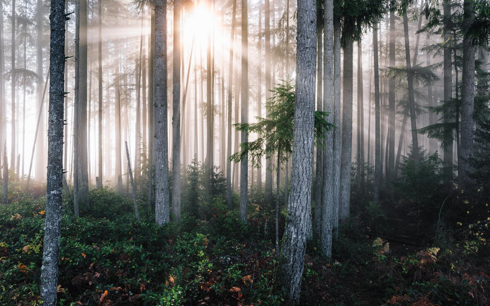 Бесплатное фото Солнечные лучи в лесу