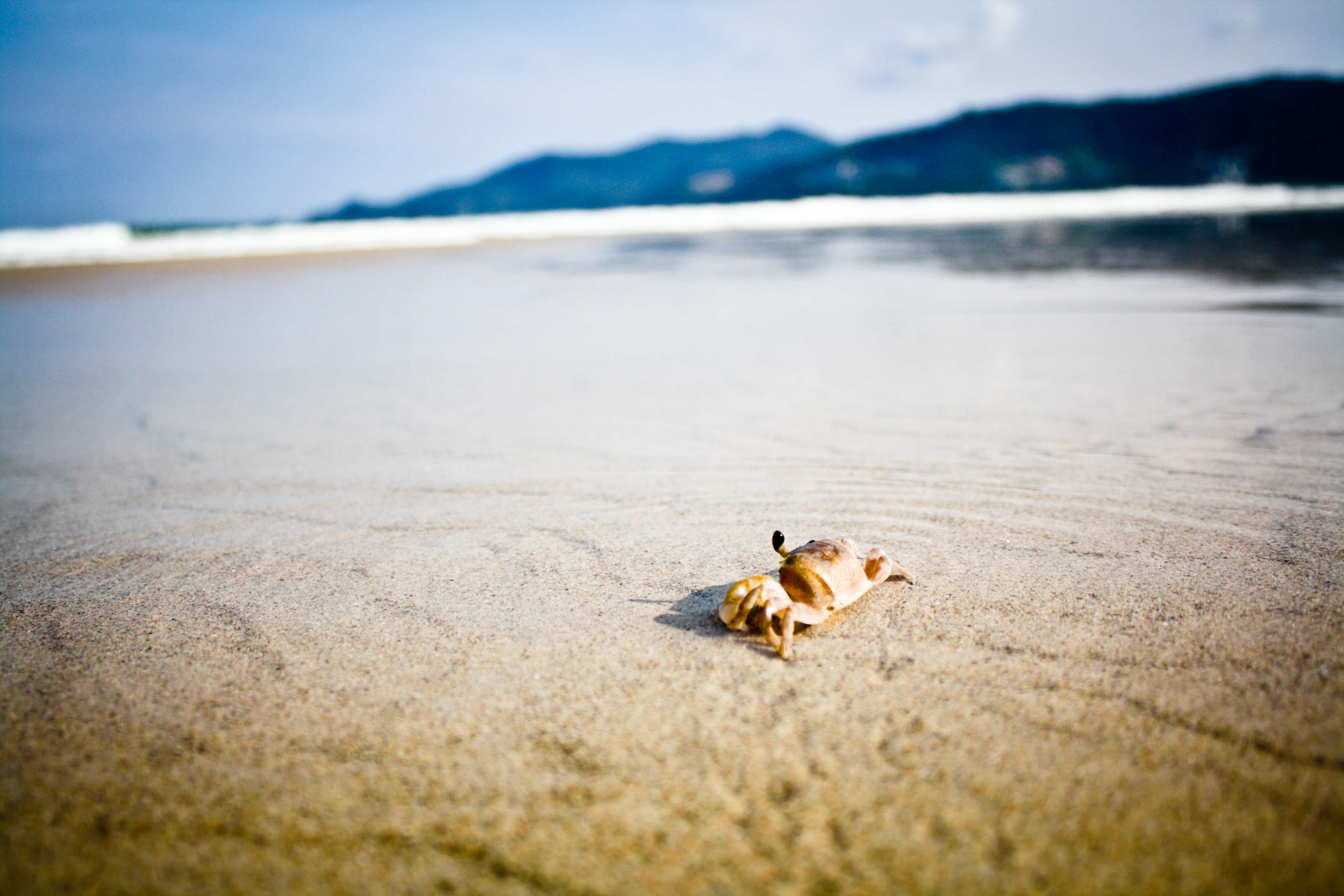 A crab walks along the beach