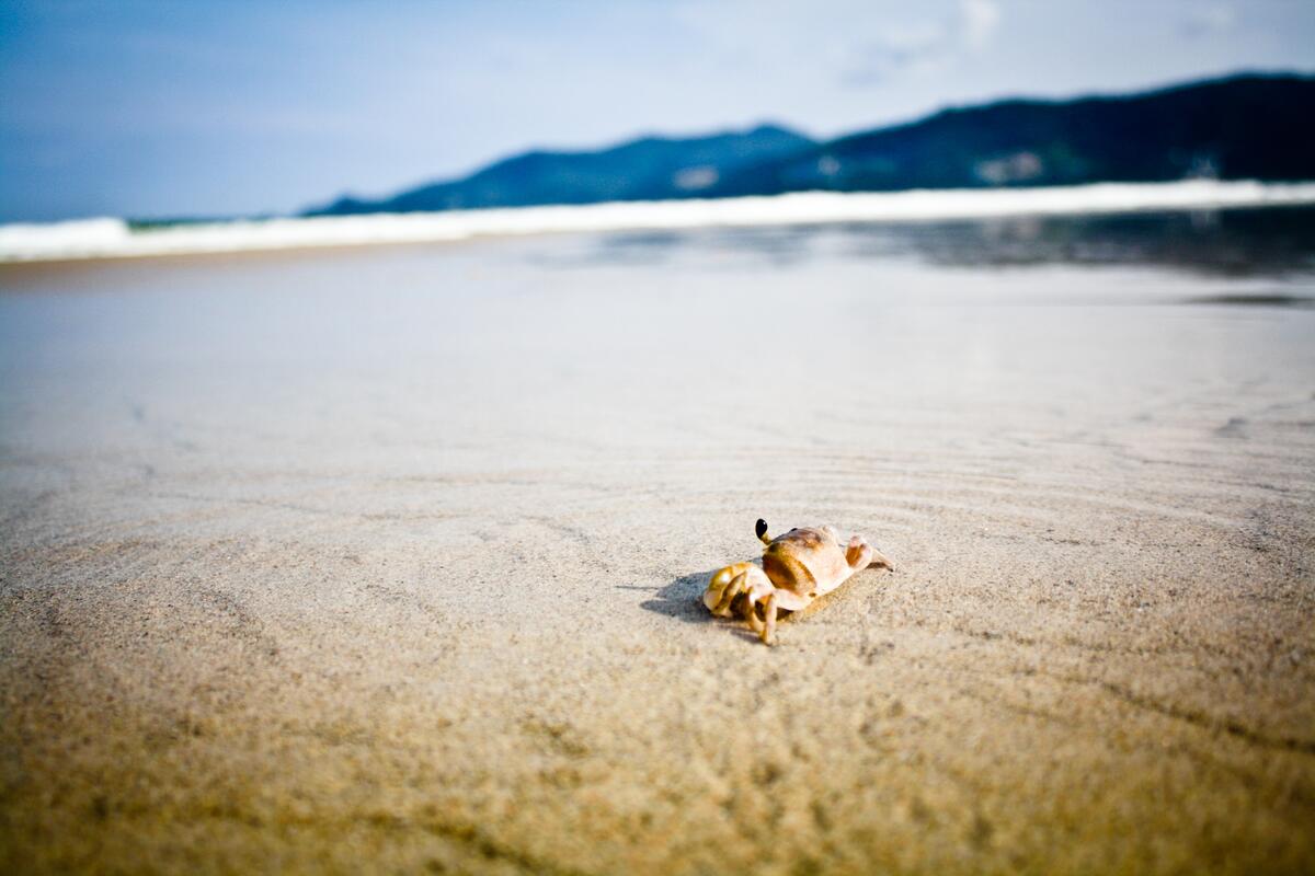 Крабик гуляет по берегу моря