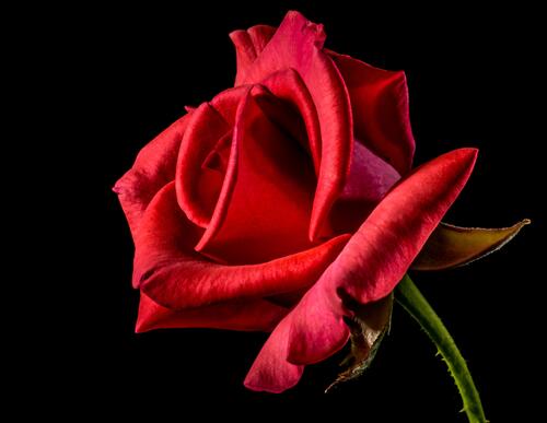Бутон ярко-красной розы