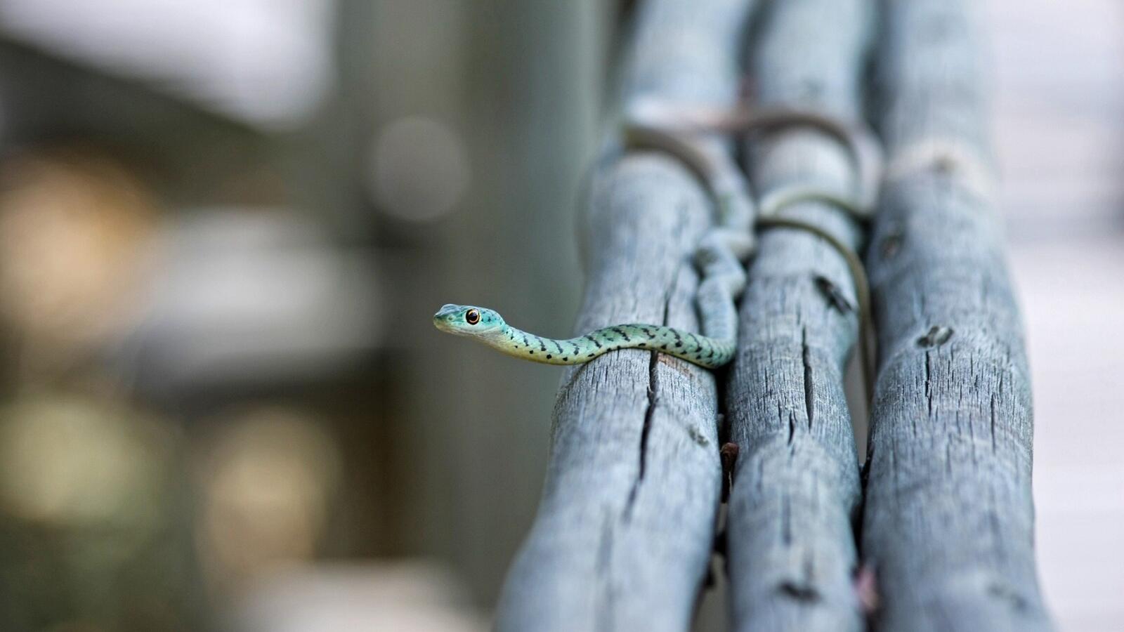 Бесплатное фото Маленькая зеленая змейка